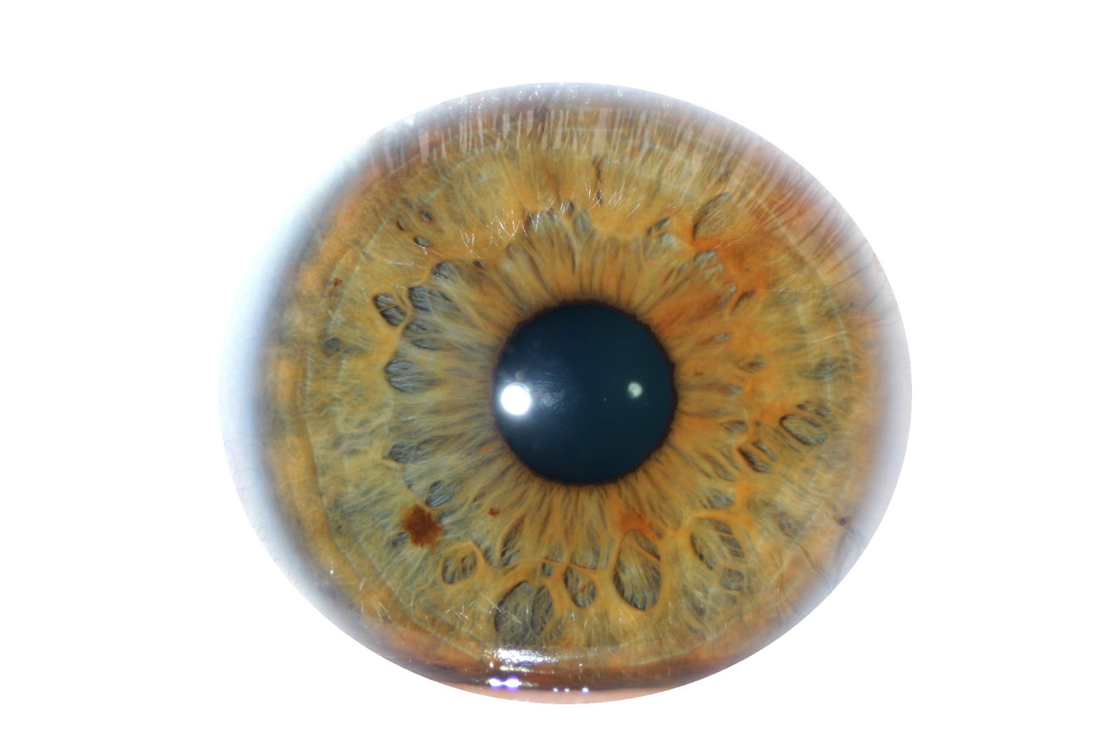 Iridology eys 9