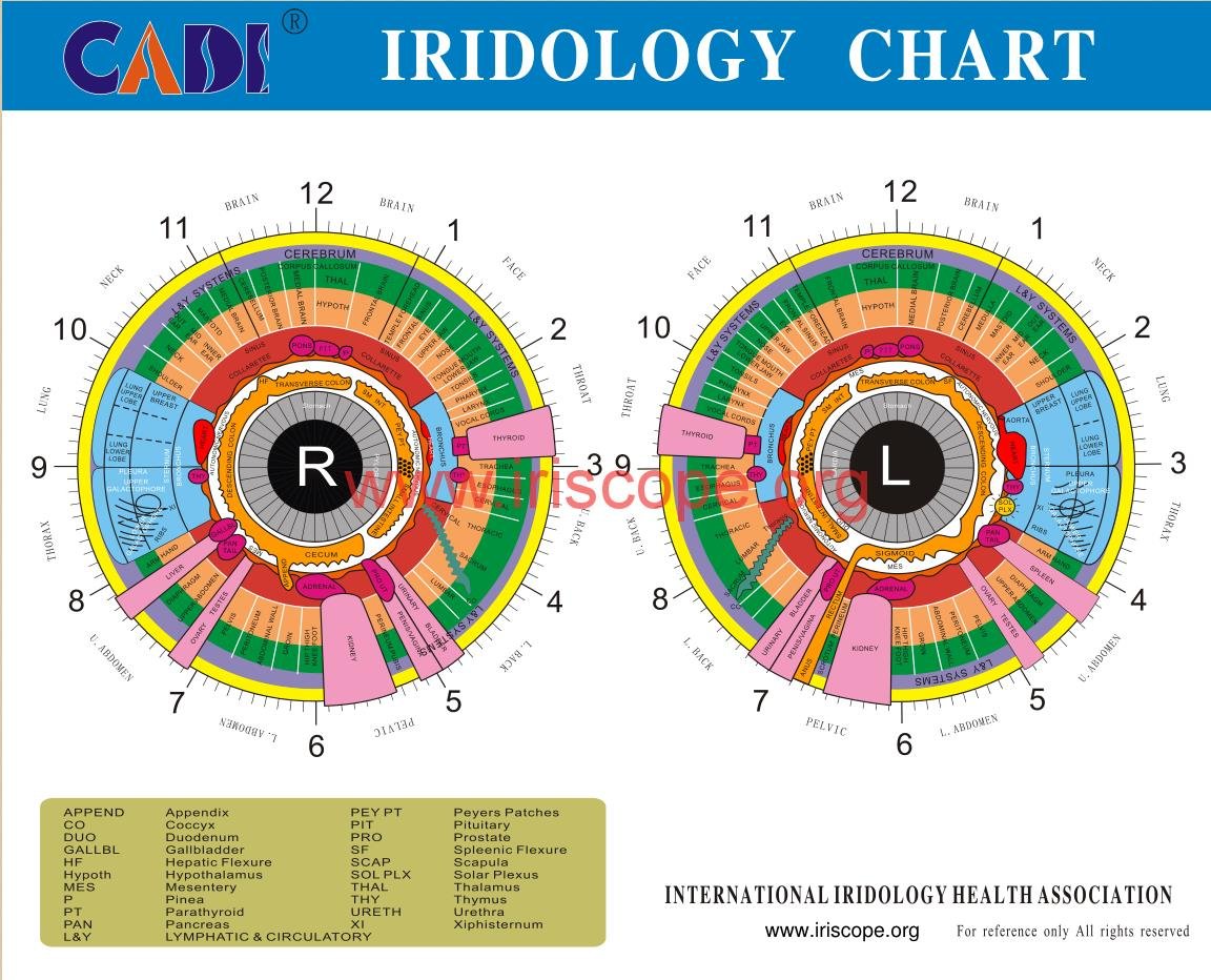 bernard jensen iridology chart 2