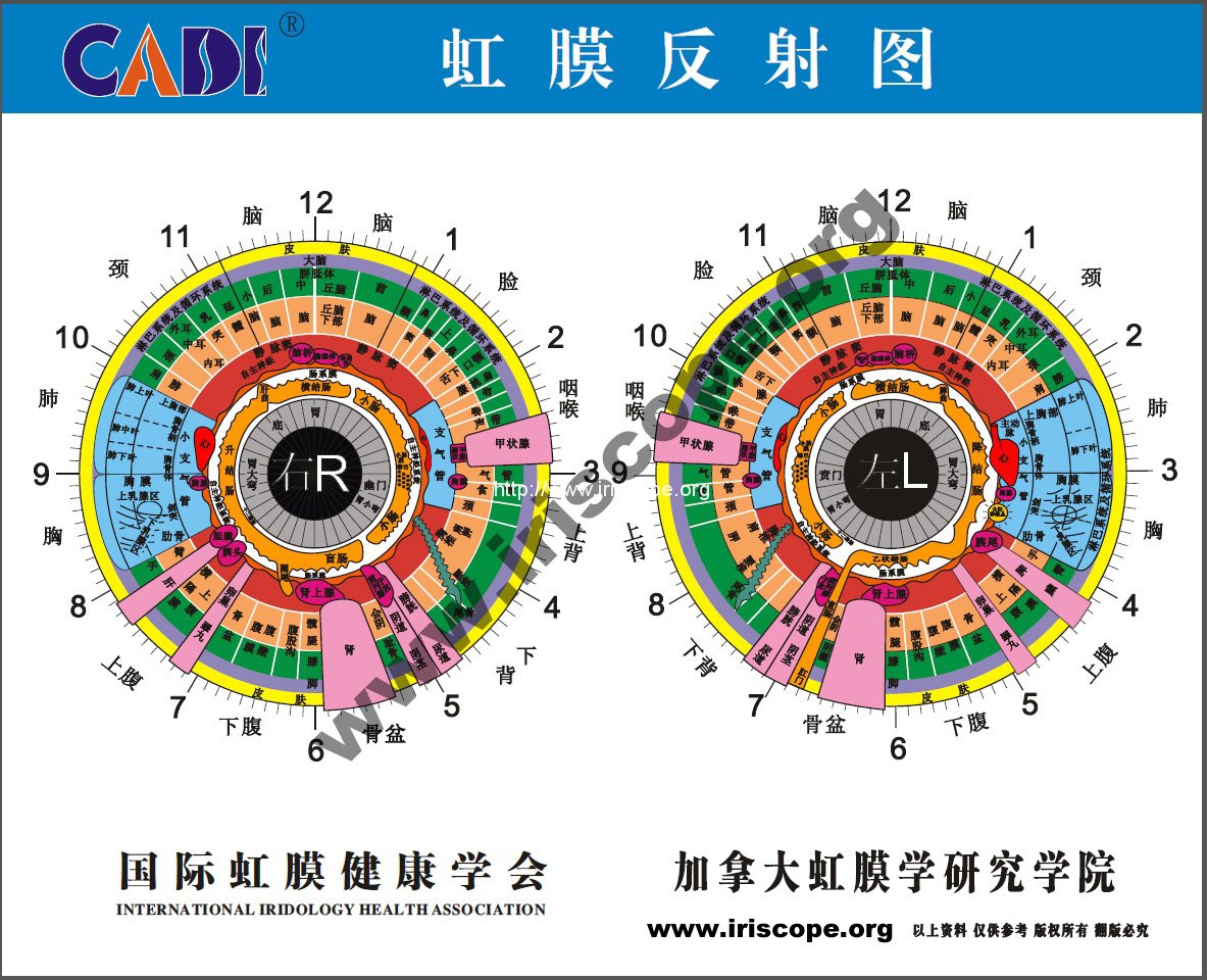 bernard jensen iridology chart 3