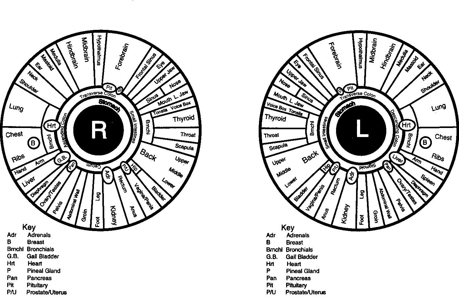 bernard jensen iridology chart 5