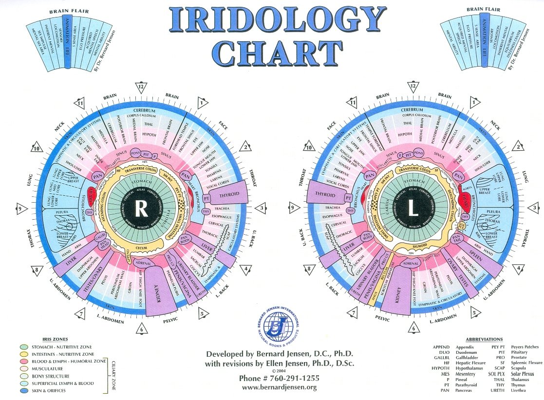 bernard jensen iridology chart 6