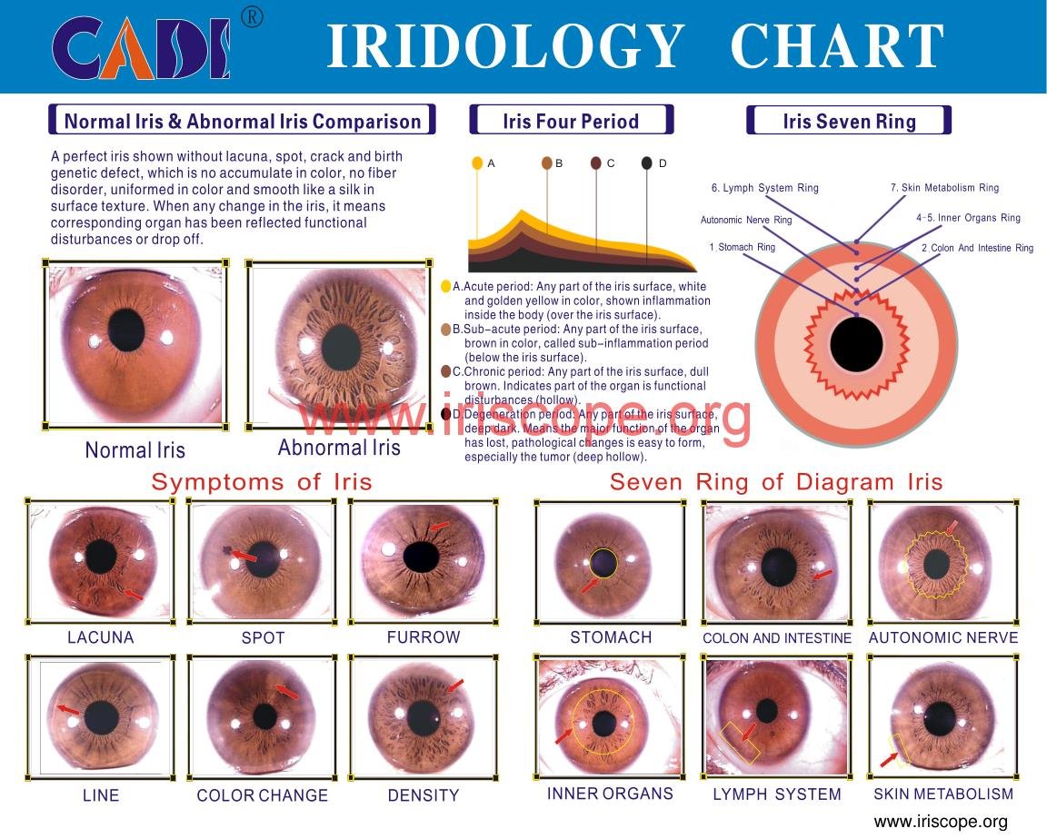 bernard jensen iridology chart 7