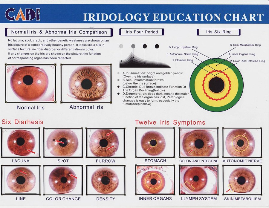 bernard jensen iridology chart 8