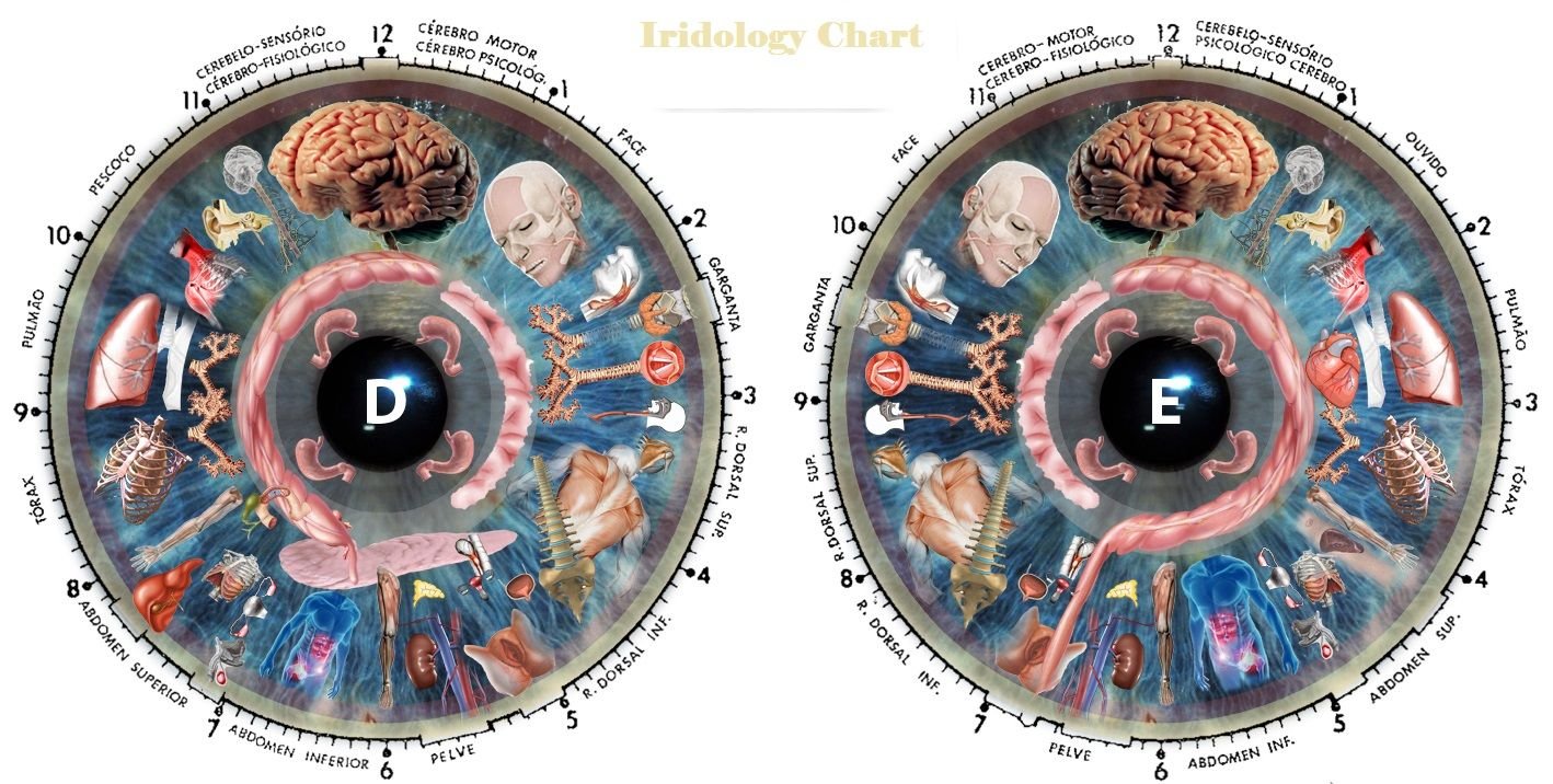 iridology chart left eye 1