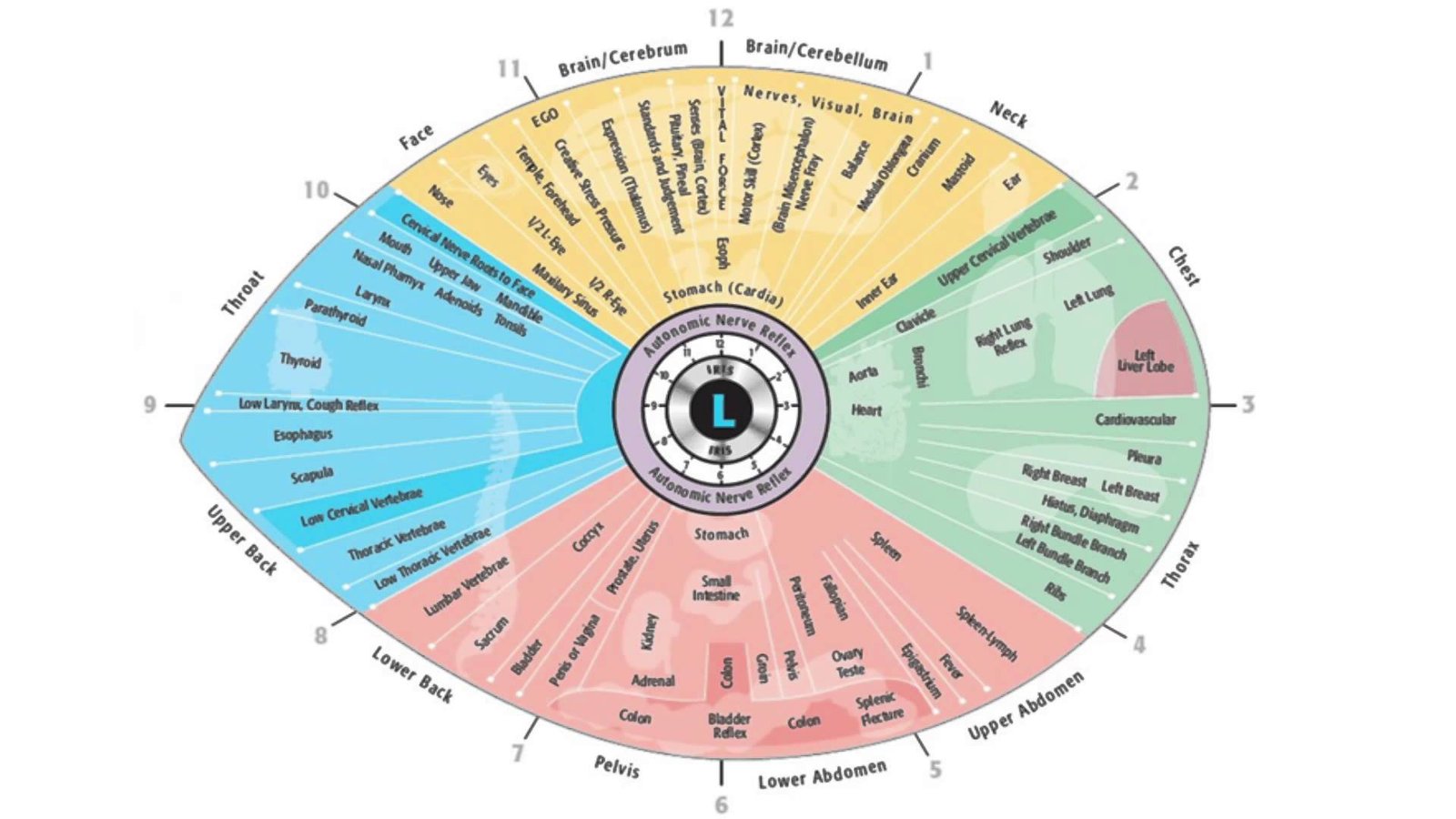 iridology chart left eye 5