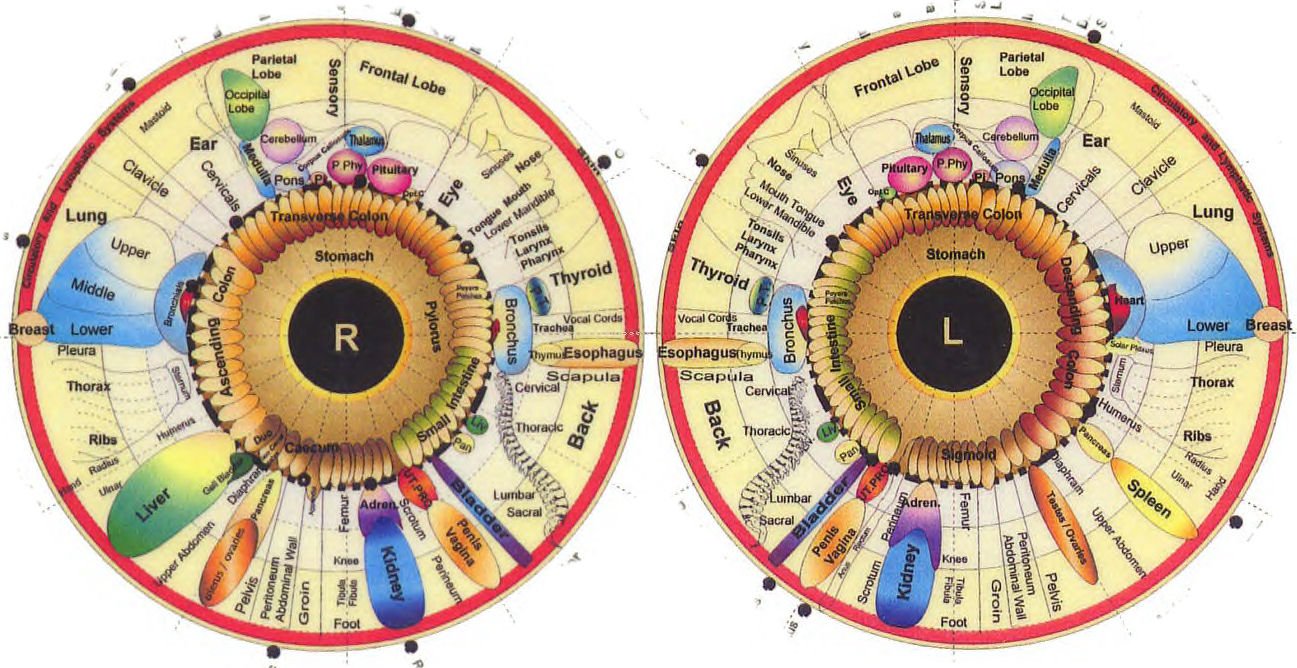 iridology chart left eye 7