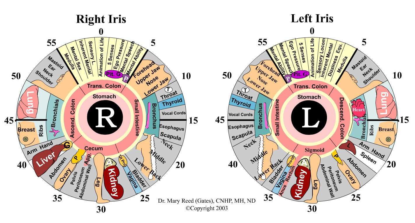 iridology chart left eye 8