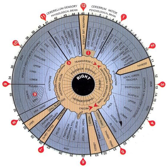 iridology chart right eye 2