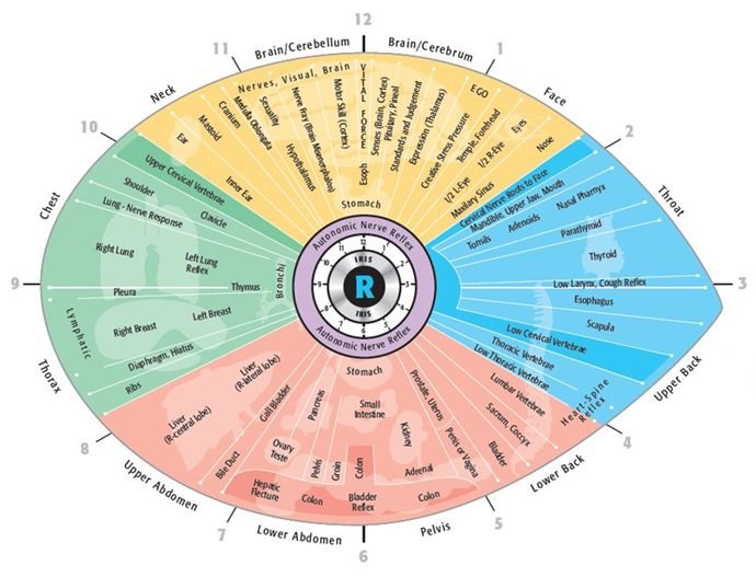 iridology chart right eye 6