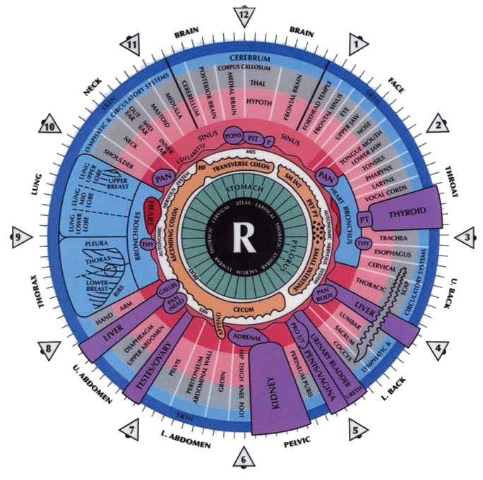 iridology chart right eye 7