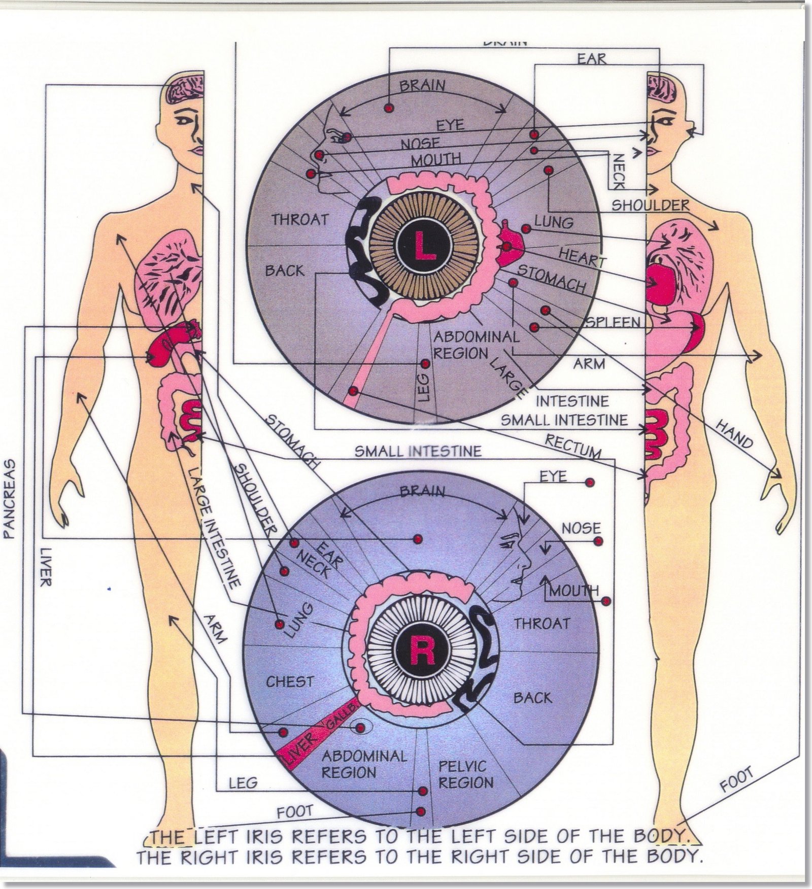 How Can You Read Emotions in Iridology?