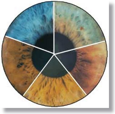 Iridology Color Analysis