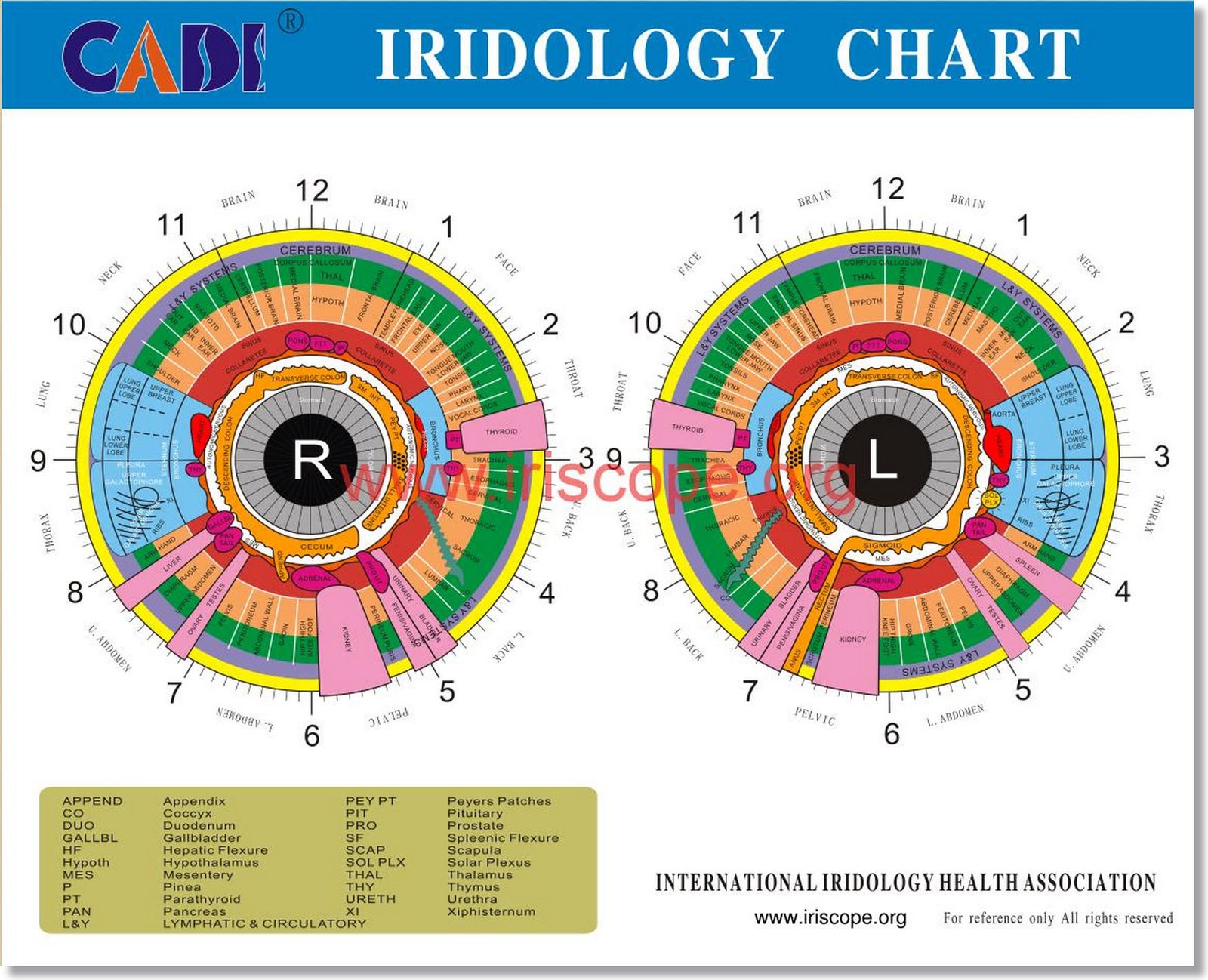 Iridology Color Analysis