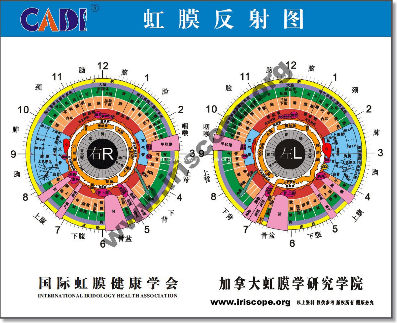 Iridology Color Analysis