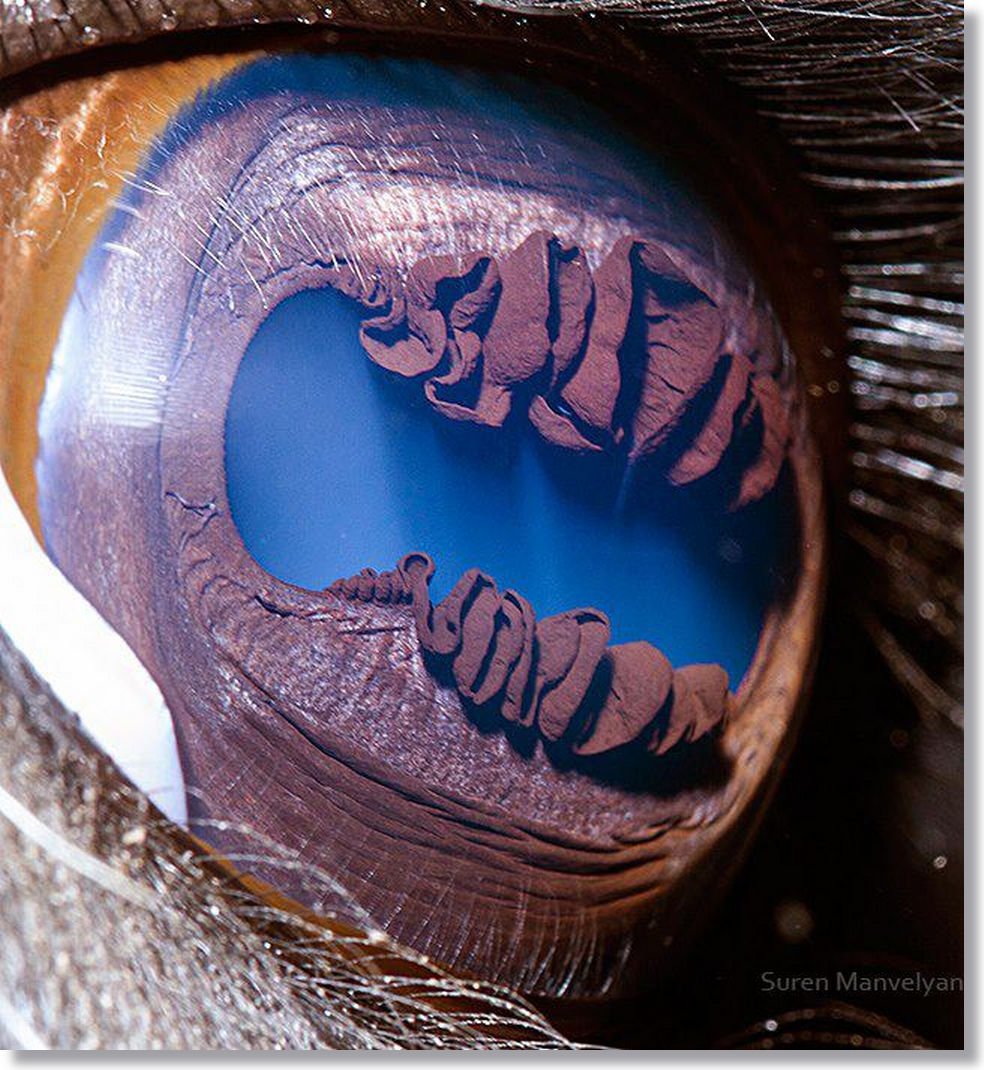 Iridology Eye Color Change Feline? MAIKONG CO.LTD Has You Covered